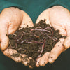 Understanding the Risk Factors for Worms and Parasites