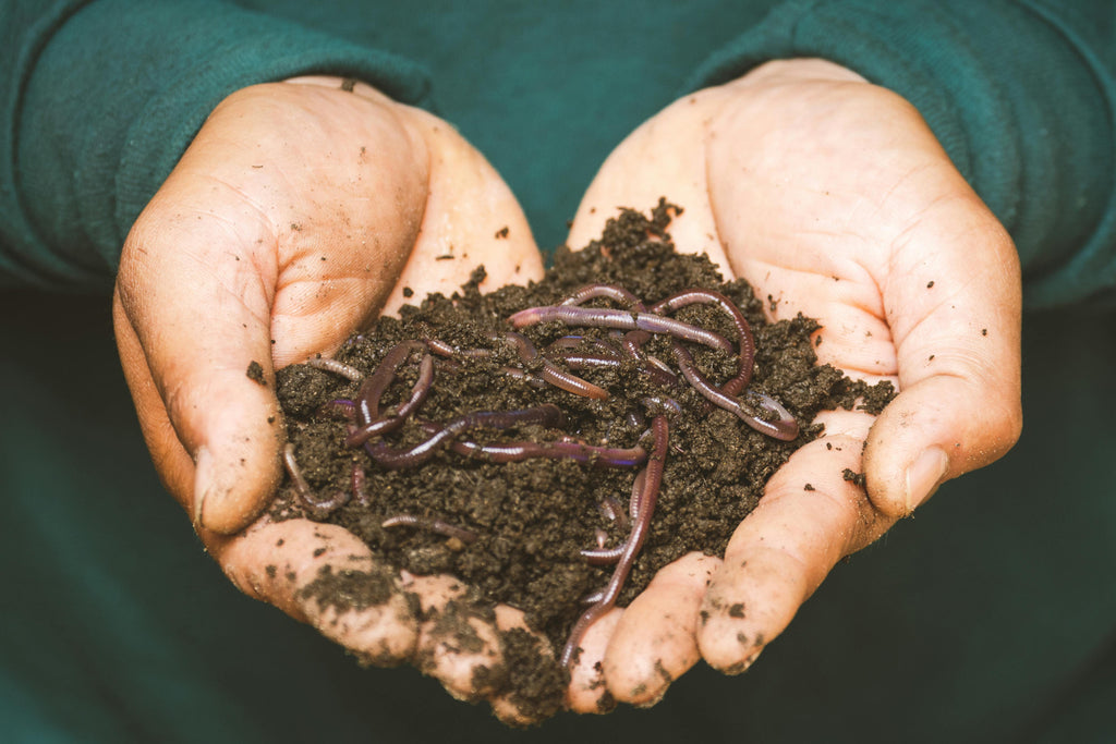 Understanding the Risk Factors for Worms and Parasites