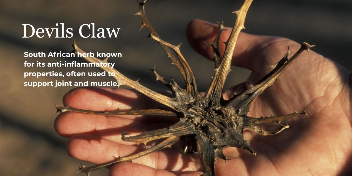 Botanical ingredients supporting muscle relaxation and motion